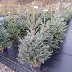 Smrek pichľavý (Picea pungens) ´GLAUCA´ – výška 100-130 cm, kont. C15L